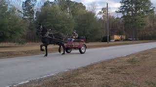 Friesian Percheron Gelding