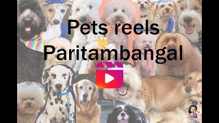 Pets Reels Paritambangal | Reels Kashtangal | Pets Insta reels atrocities | Insta pets reels