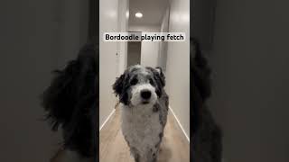 Bordoodle plays fetch! #bordoodle #puppy #doodle