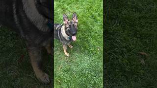 Training German Shepherd Puppy  To Fuss 🐕 #shortvideo #dog #shorts #training