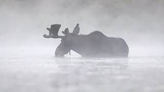 Observation d'un orignal dans la brume