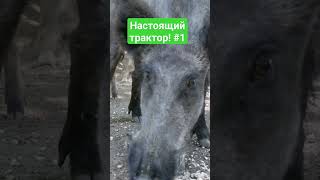 Кабан - настоящий бронированный трактор!Шокирующие факты!