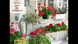 GERANIUM CARE BASICS & 4 GERANIUM TYPES / Shirley Bovshow