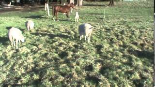 katahadin dorper cross sheep  winter pasture