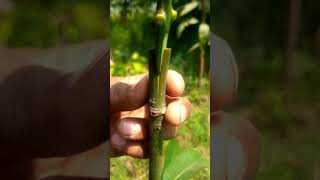 আম গাছের কলম করার সহজ পদ্ধতি #shot video.