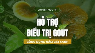 CÔNG DỤNG NẤM LIM XANH HỖ TRỢ ĐIỀU TRỊ GOUT