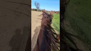 ASMR riding #horses #horse #asmr #riding