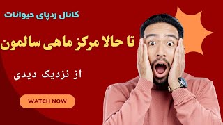 زیباترین و بزرگترین مرکز فروش ماهی سالمون تو شمال🐟😳