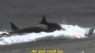 The Beatles - The End (tradução).wmv