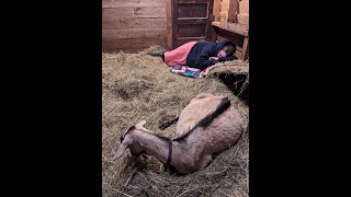 On Baby Goat Watch ~ Farm Girl Friday