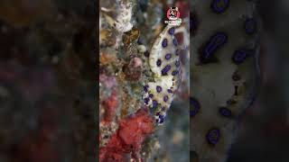 PEQUEÑO Y ALTAMENTE VENENOSO PULPO DE ANILLOS AZULES #shorts #viral