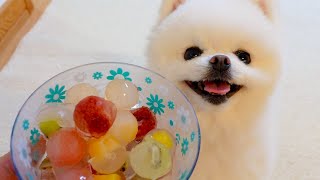 【凉爽】愛犬と一緒に食べられるフルーツ氷を作りました