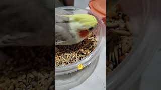 calopsita comendo😋🥰#shorts#aves #birds #calopsitas #pets