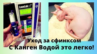 Чистка кожи кота Сфинкса Канген Водой