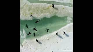 Penguin natural  waterpark 🐧🐧🐧🐧