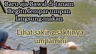 lihat saktinya umpan ini!!Baru Tanam bawal langsung rakus