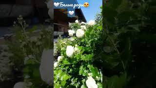 Доброго денёчка всем,🤗цветение белых роз в моём саду .#мойсад  #розы#roses