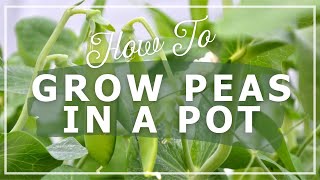 How to Grow Peas in a Pot