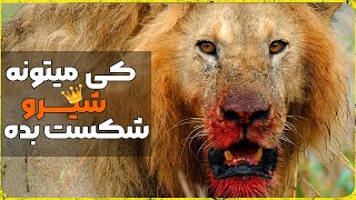 شیر در برابر کرگدن و اسب آبی | این 6 حیوون شیر نر بالغ رو به راحتی می کشند |  Lion