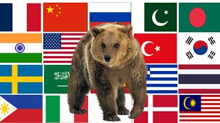 Bear in 43 languages / animal