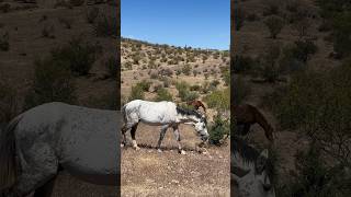 Moving Grazing Grey Mustang #amazinghorse #bighorse #horsevideo #wildhorses