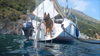 Salty Dog - Ares Al Mare - Sailing German Shepherd