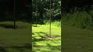 Tennis Court Reclaimed By Nature #nature