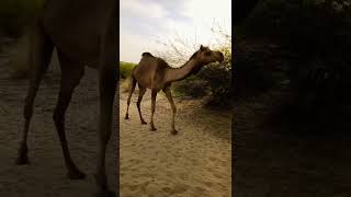 camel #viral #shorts #shortvideo #camel #camelculture #camel_racing