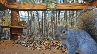 Cute Squirrel close up | #chipmunks_and_squirrels on #Twitch