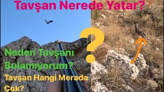 🐇Tavşan Nerede Yatar❓Nasıl Avlanır ❓Özellikleri Nelerdir🤔Keklik Ve Tavşan Önümden Fırladı.