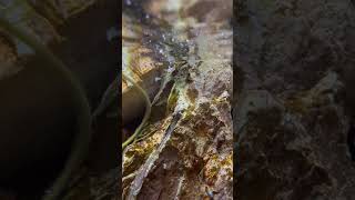 Yellow shrimp cleaning the surface rocks