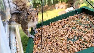 Squirrel Jumping From My Bird Feeders 3 Floors Up