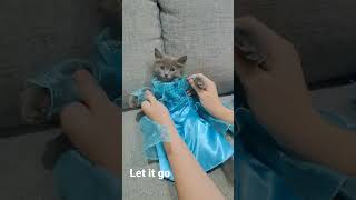 Cat dressed as frozen princess. cat in Elsa princess dress. #disney #princess #dress #cat #frozen