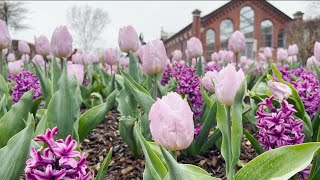 Virtual Tour April 12, 2022: Tulips Burst into Bloom