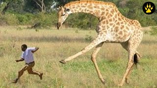 12 Giraffe Attacks That No One Had Expected!