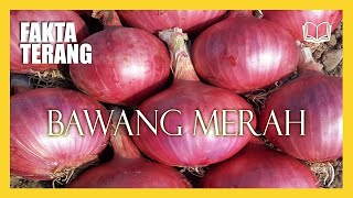 TEMPAT TUMBUH SUBURNYA BAWANG MERAH