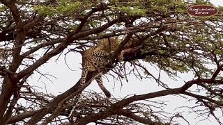 Leopard on a Tree with it's Prey