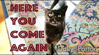 Covered With Kittens "Here You Come Again" (Dolly Parton)