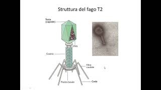 Biologia molecolare del gene 1