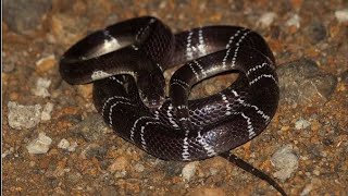 Small Katurian Snake Eating Lizard (கட்டுவிரியன் பாம்பு Eating பல்லி)