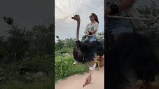 Ostrich Riding #ostrichriding #ostrich  #horseride #animals #funny