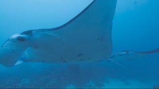 팔라우 저먼채널 다이빙 palau german channel diving #팔라우 #팔라우다이빙 #저먼채널 #만타