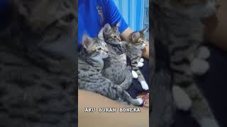 AKU BUKAN BONEKA #dafsfamilychannel #cuteanimals #catlover #cutecats #kitten #cutekittensvideo #cats