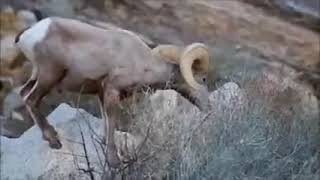 Live Bighorn Sheep Adventure!