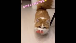 🐈 CAT Dance HAPPY DOG SONG TikTok Dance Compilation | Music Challenge 🎵 | Happy Dog Song – DJ Moody