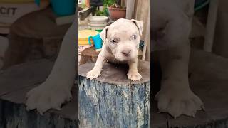 puppy Pit Monster, por que vocês não gosta de mim?😭 #dogs #pitbull #bully #pet #viral #puppy #shorts