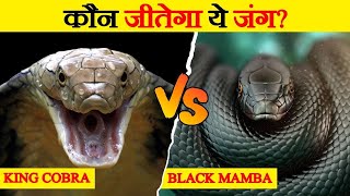 king cobra और black mamba के बीच मुकाबला || king cobra vs black mamba fight