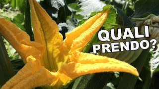 Zucchine in orto | quali fiori di zucca raccogliere?