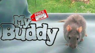 Rat commercial - My Buddy