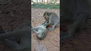 VID20241119154021 Monkey play